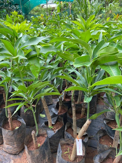 Rosigold Mango Aam Grafted Healthy Fruit Plant