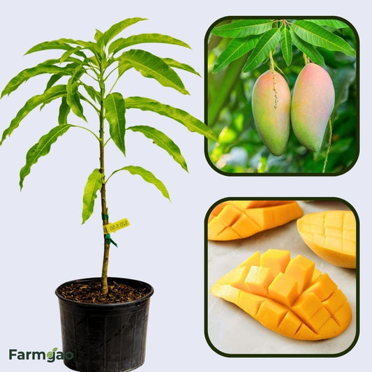 Rosigold Mango Aam Grafted Healthy Fruit Plant