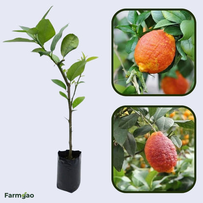 Rosso Lemon Plant Live Nimbu Tree Kagzi Lemon Citrus Limon Fruit Plant