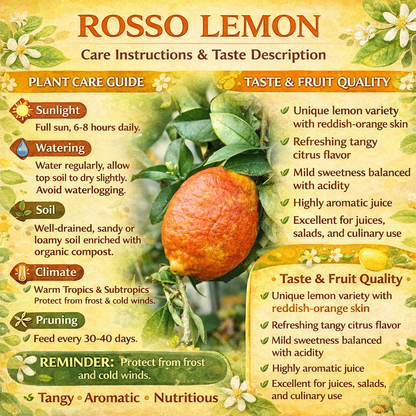 Rosso Lemon Plant Live Nimbu Tree Kagzi Lemon Citrus Limon Fruit Plant