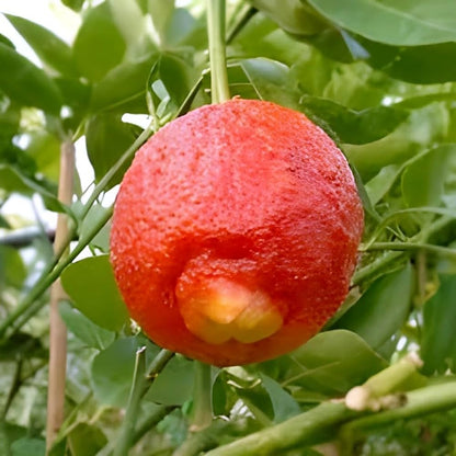 Rosso Lemon Plant Live Nimbu Tree Kagzi Lemon Citrus Limon Fruit Plant