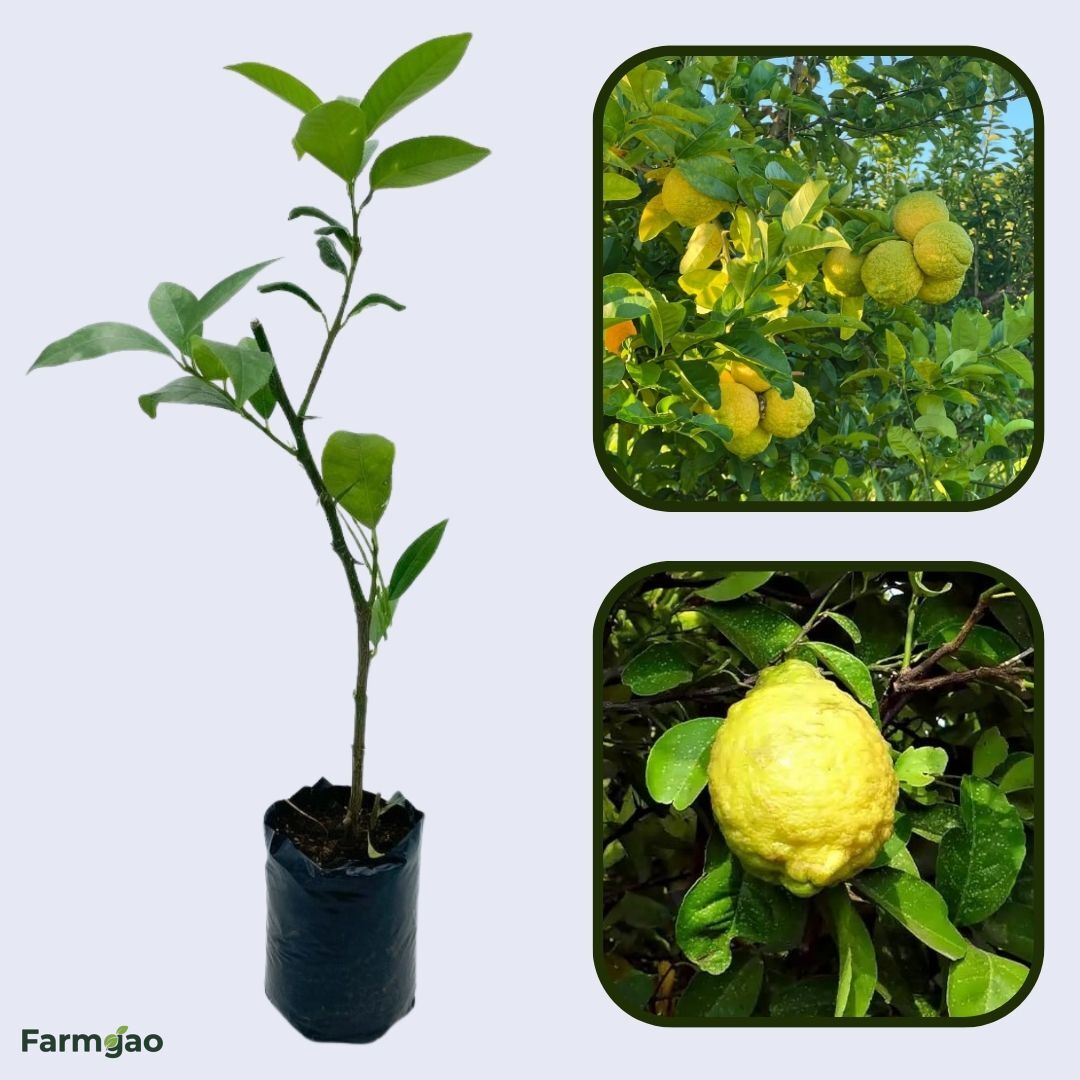 Rough Lemon Plant Live Nimbu Tree Kagzi Lemon Citrus Limon Fruit Plant