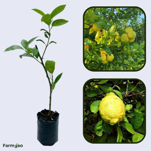 Rough Lemon Plant Live Nimbu Tree Kagzi Lemon Citrus Limon Fruit Plant