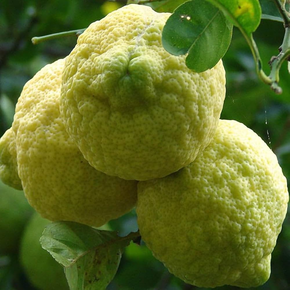 Rough Lemon Plant Live Nimbu Tree Kagzi Lemon Citrus Limon Fruit Plant