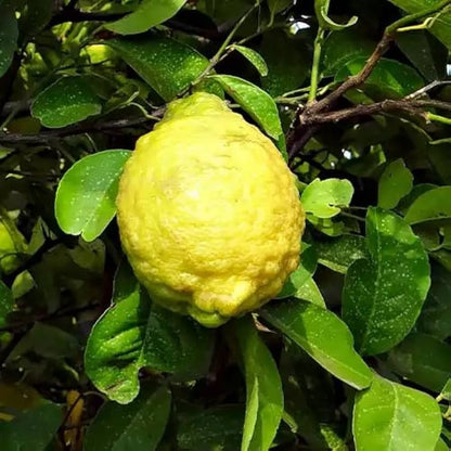 Rough Lemon Plant Live Nimbu Tree Kagzi Lemon Citrus Limon Fruit Plant