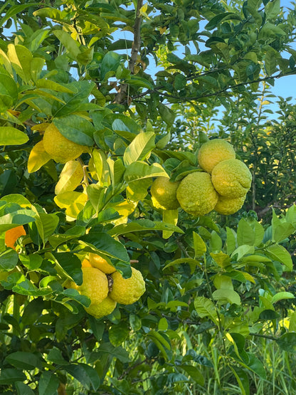 Rough Lemon Plant Live Nimbu Tree Kagzi Lemon Citrus Limon Fruit Plant