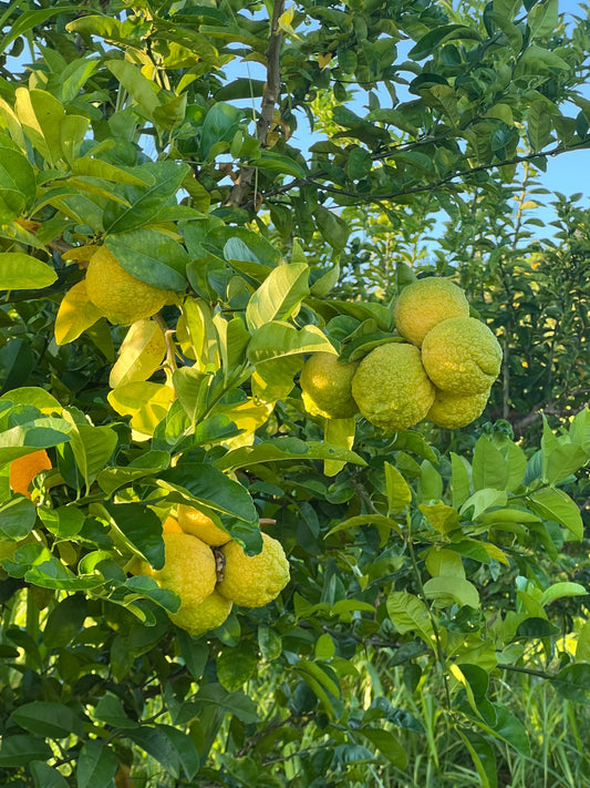 Rough Lemon Plant Live Nimbu Tree Kagzi Lemon Citrus Limon Fruit Plant