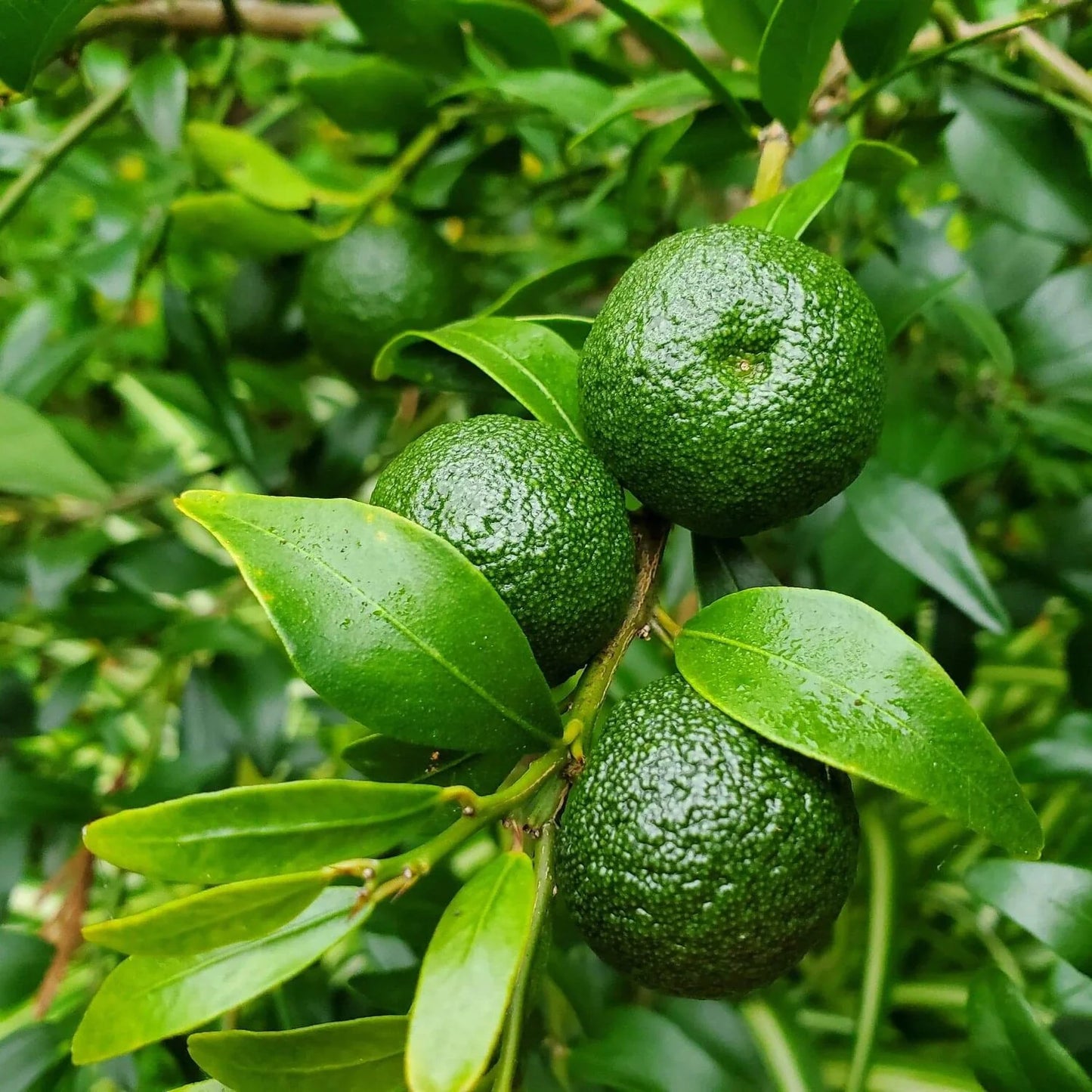 Round Lime Plant Live Nimbu Tree Kagzi Lemon Citrus Limon Fruit Plant