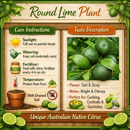 Round Lime Plant Live Nimbu Tree Kagzi Lemon Citrus Limon Fruit Plant