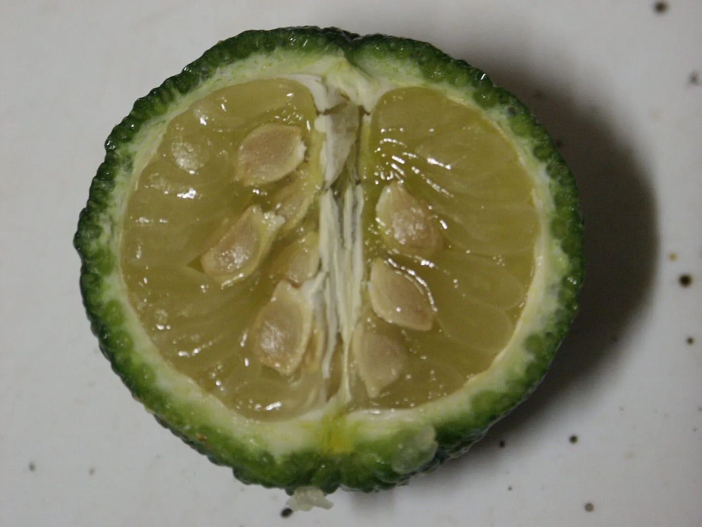 Round Lime Plant Live Nimbu Tree Kagzi Lemon Citrus Limon Fruit Plant