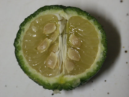 Round Lime Plant Live Nimbu Tree Kagzi Lemon Citrus Limon Fruit Plant