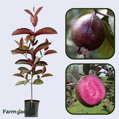 Roxa Guava Air Layered Healthy Fruit Plant