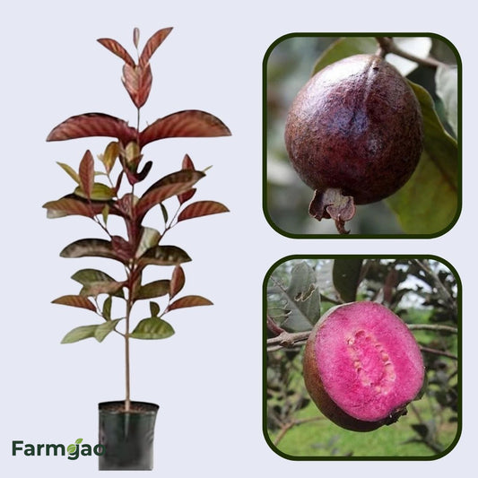Roxa Guava Air Layered Healthy Fruit Plant