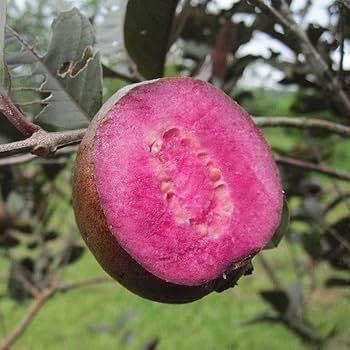 Roxa Guava Air Layered Healthy Fruit Plant