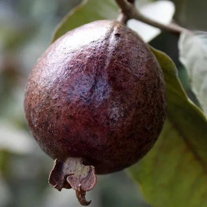 Roxa Guava Air Layered Healthy Fruit Plant