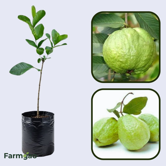 Royal Hawaiian Guava Air Layered Healthy Fruit Plant