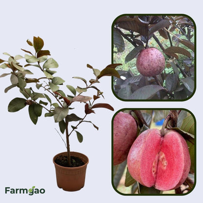 Royal Thai Guava Air Layered Healthy Fruit Plant