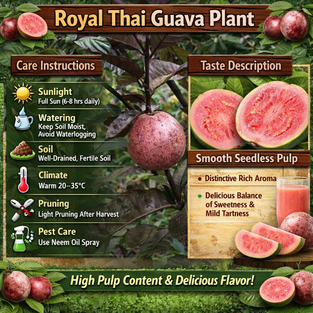Royal Thai Guava Air Layered Healthy Fruit Plant