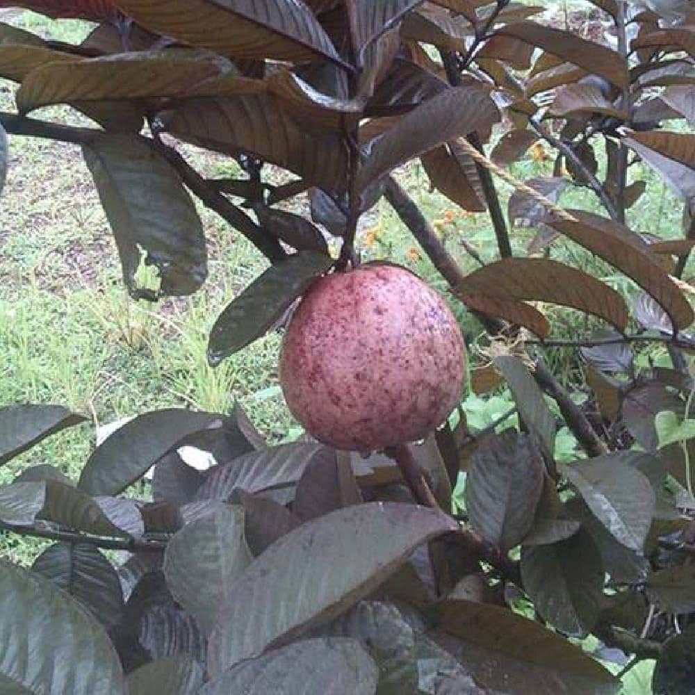 Royal Thai Guava Air Layered Healthy Fruit Plant