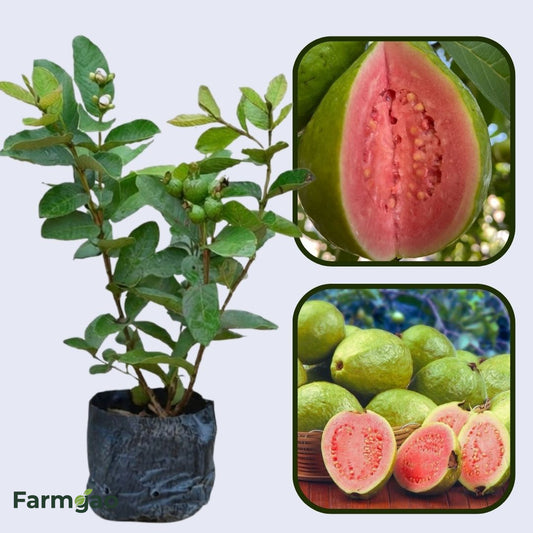 Rubi Guava Air Layered Healthy Fruit Plant