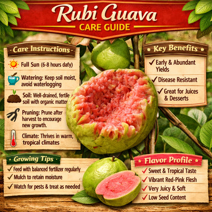Rubi Guava Air Layered Healthy Fruit Plant