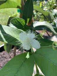 Rubi Guava Air Layered Healthy Fruit Plant