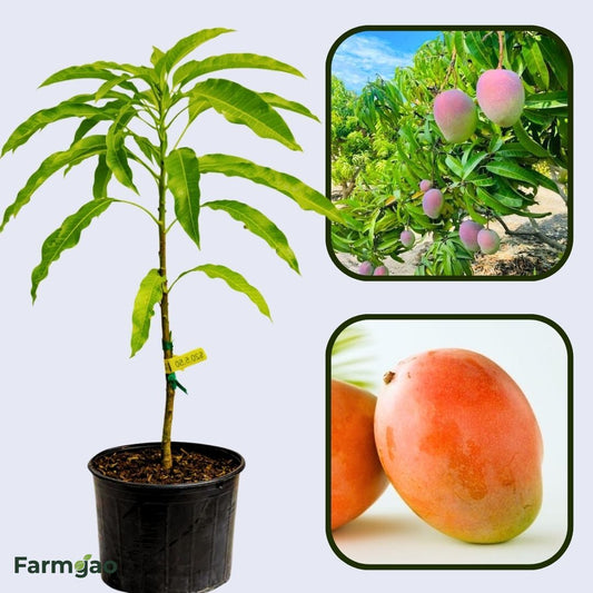Ruby Mango Aam Grafted Healthy Fruit Plant