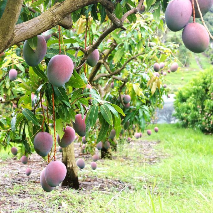 Ruby Mango Aam Grafted Healthy Fruit Plant