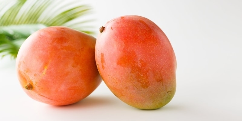 Ruby Mango Aam Grafted Healthy Fruit Plant
