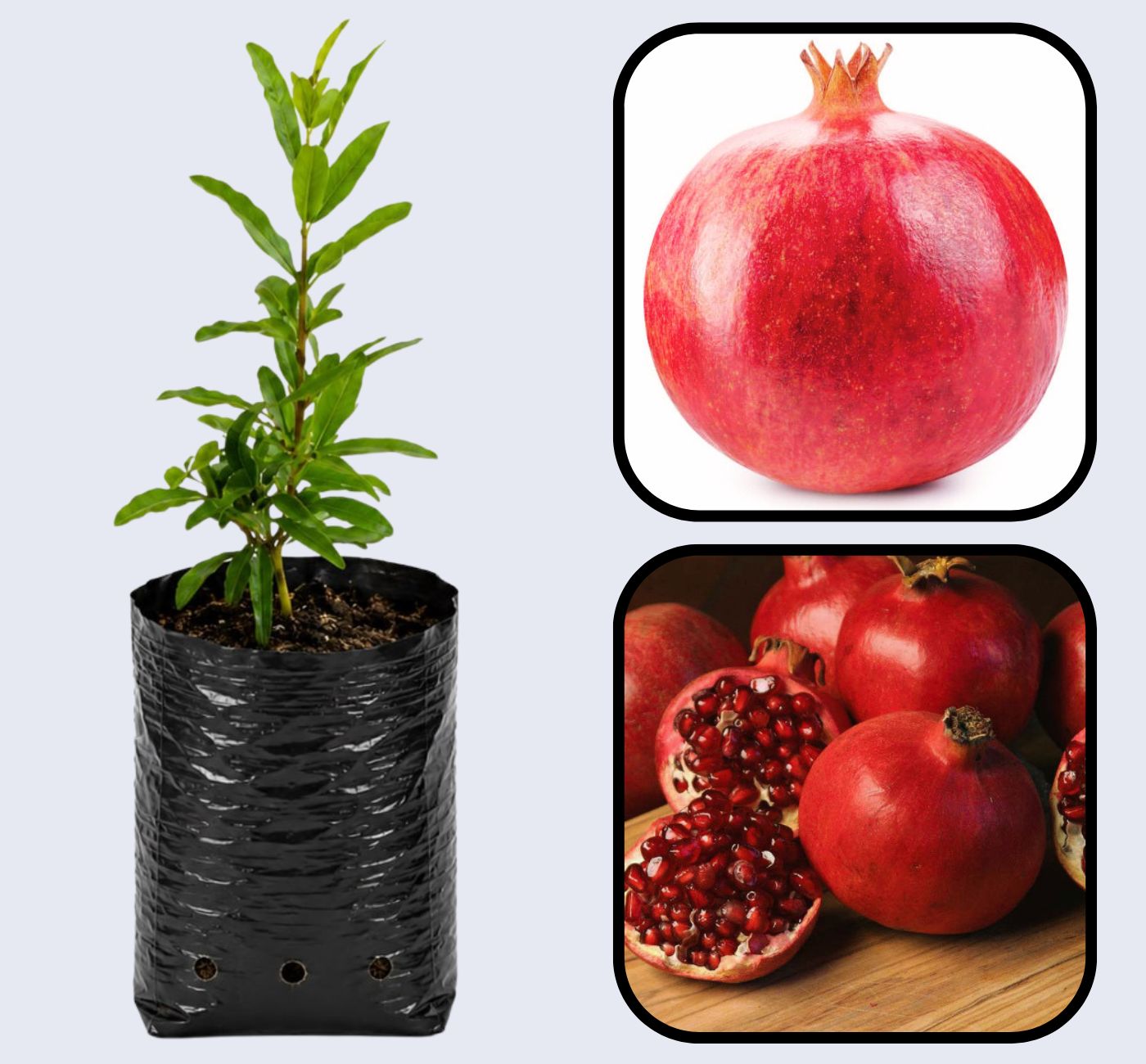 Ruby Pomegranate Grafted Fruit Plant – High Yielding Sweet Juicy Anar Tree Variety
