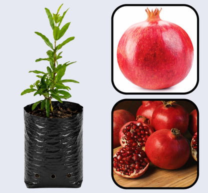 Ruby Pomegranate Grafted Fruit Plant – High Yielding Sweet Juicy Anar Tree Variety