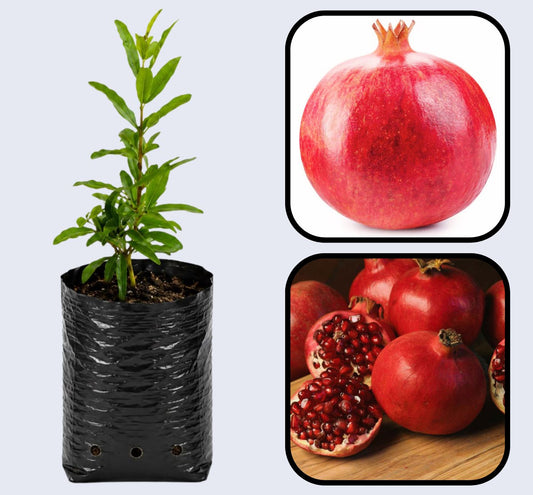 Ruby Pomegranate Grafted Fruit Plant – High Yielding Sweet Juicy Anar Tree Variety