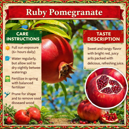 Ruby Pomegranate Grafted Fruit Plant – High Yielding Sweet Juicy Anar Tree Variety
