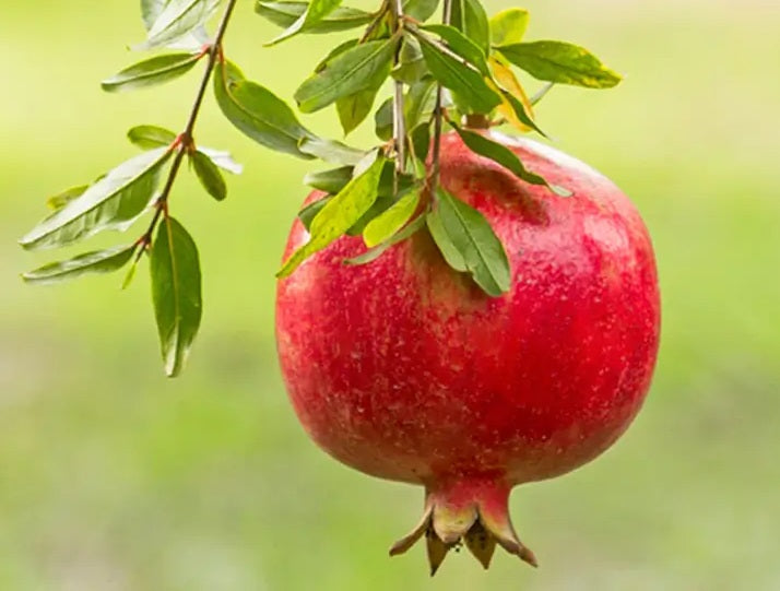 Ruby Pomegranate Grafted Fruit Plant – High Yielding Sweet Juicy Anar Tree Variety
