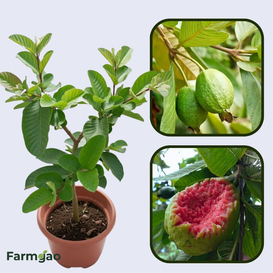 Ruby Supreme Guava Air Layered Healthy Fruit Plant