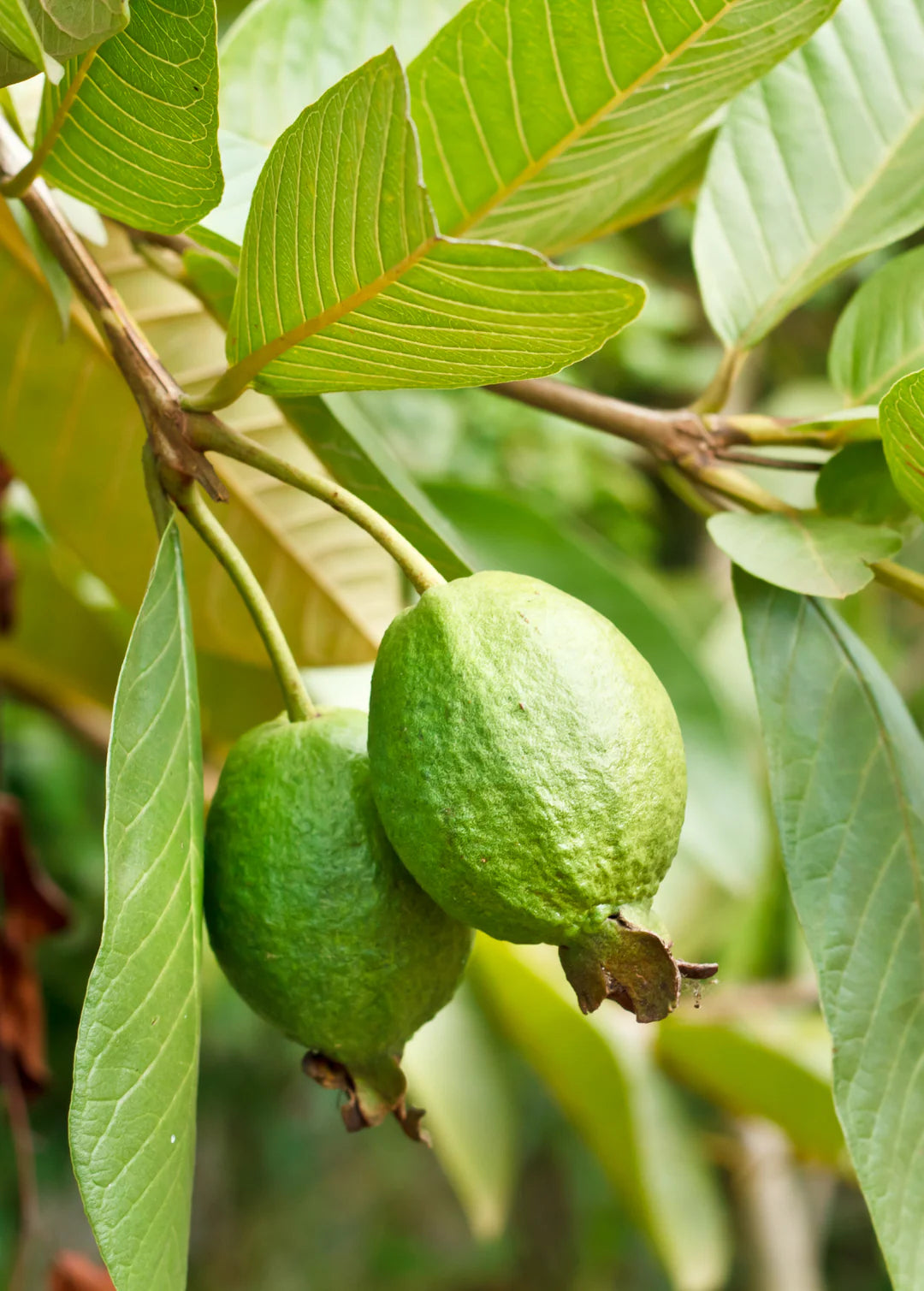 Ruby Supreme Guava Air Layered Healthy Fruit Plant