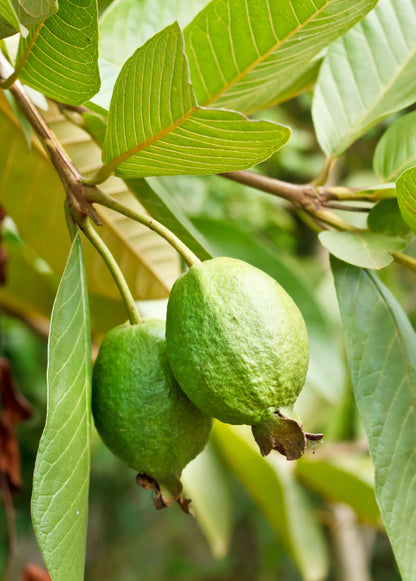 Ruby Supreme Guava Air Layered Healthy Fruit Plant