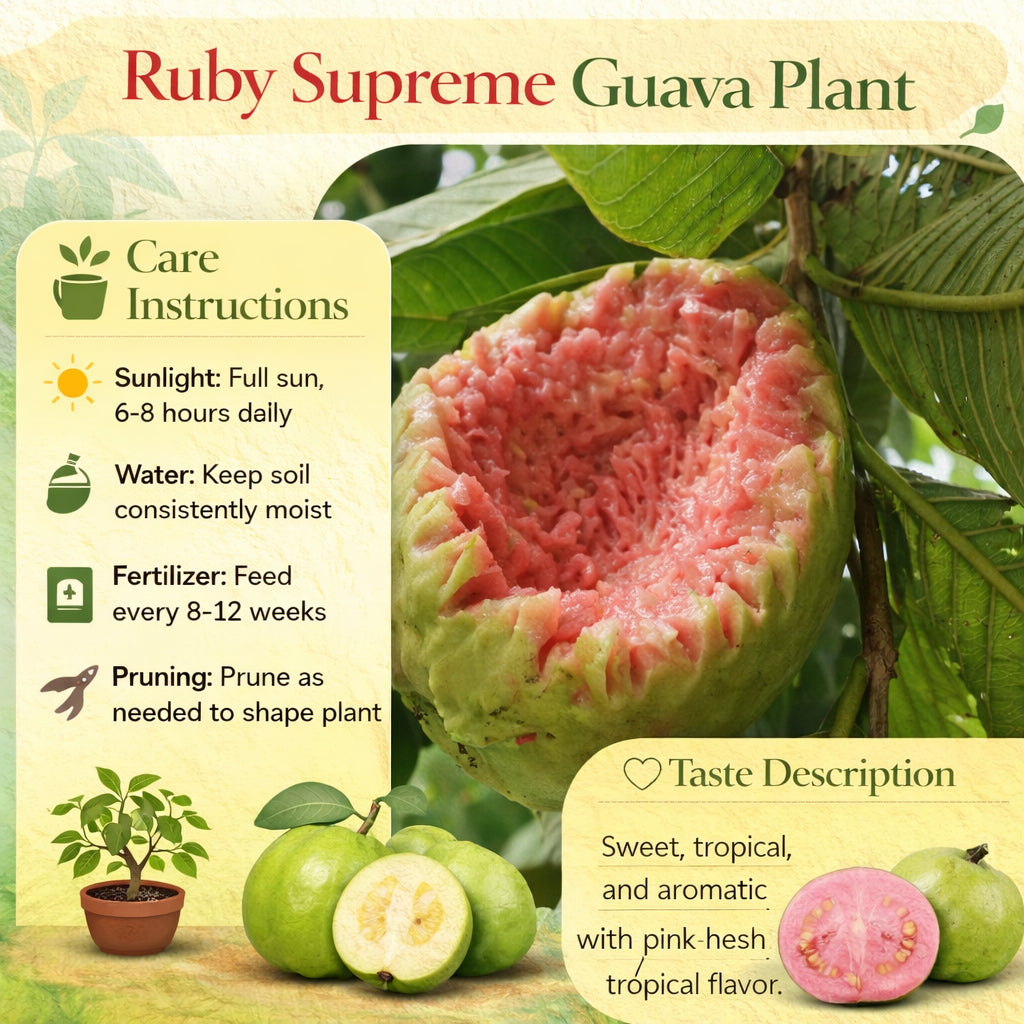 Ruby Supreme Guava Air Layered Healthy Fruit Plant