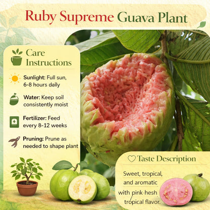 Ruby Supreme Guava Air Layered Healthy Fruit Plant