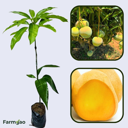 Rumani Mango Aam Grafted Healthy Fruit Plant