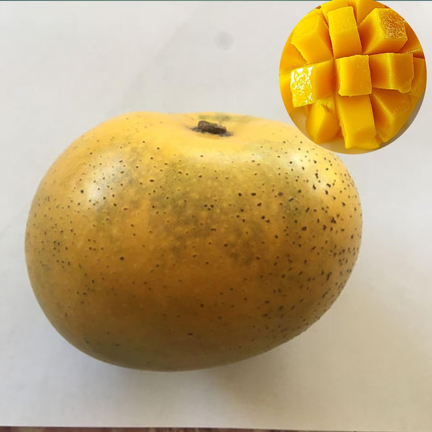 Rumani Mango Aam Grafted Healthy Fruit Plant