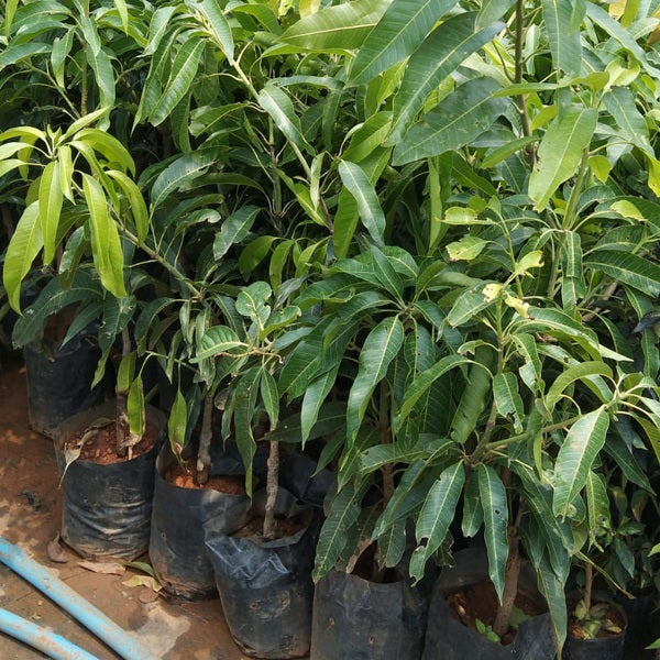 Rumani Mango Aam Grafted Healthy Fruit Plant