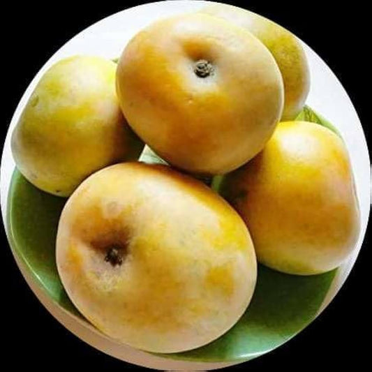Rumani Mango Aam Grafted Healthy Fruit Plant