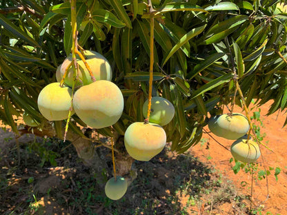 Rumani Mango Aam Grafted Healthy Fruit Plant