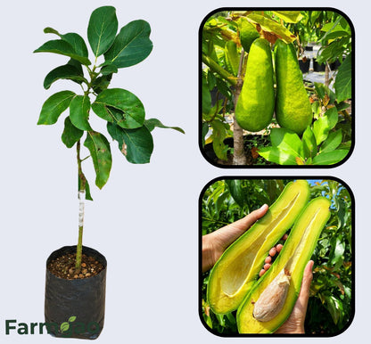Russell Avocado Grafted Healthy Fruit Plant