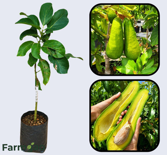 Sharwil Avocado Grafted Healthy Fruit Plant