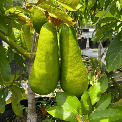 Russell Avocado Grafted Healthy Fruit Plant