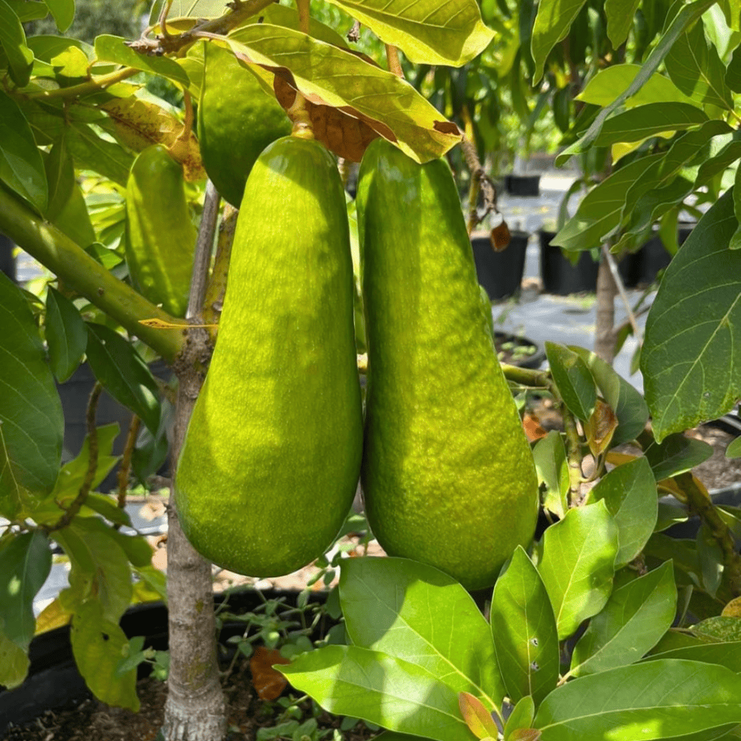 Sharwil Avocado Grafted Healthy Fruit Plant