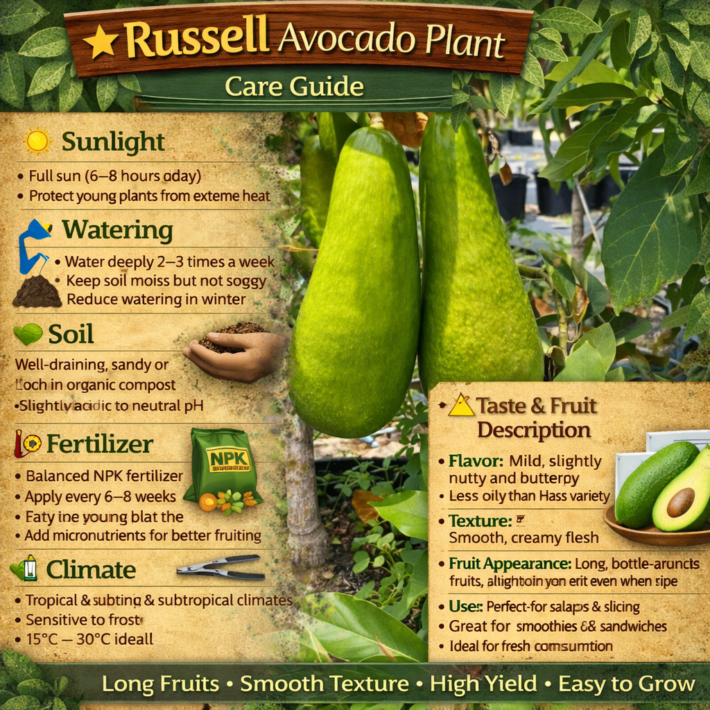 Russell Avocado Grafted Healthy Fruit Plant