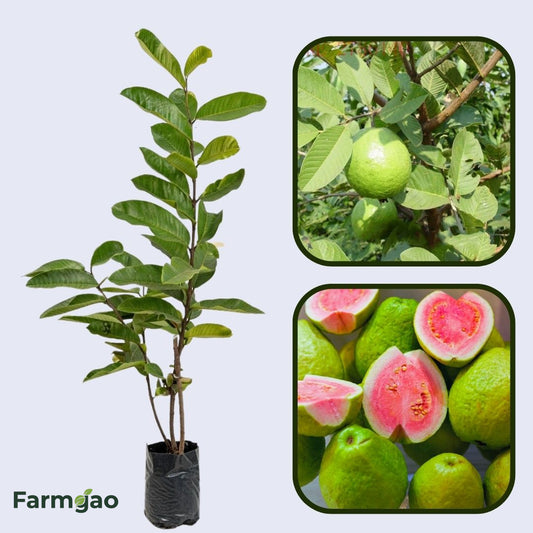 Rwanda Pink Guava Air Layered Healthy Fruit Plant